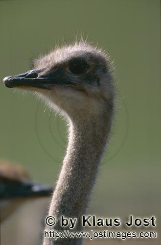 Ostrich/Strauß/Struthio camelus australis        Portrait of an ostrich        