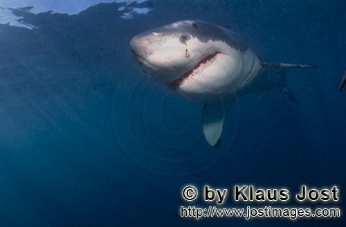 Weißer Hai/Great White shark/Carcharodon carcharias        Young White Shark: Fascinating creature 