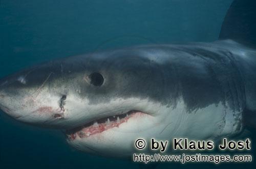 Great White shark/Carcharodon carcharias        Baby Great White Shark portrait        Six sea miles