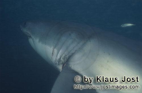 Great White shark/Carcharodon carcharias        The great white shark has very large Gill slits  