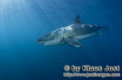 Great White shark/Carcharodon carcharias        Great White Shark         A great white shark