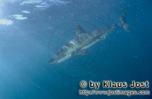 Weißer Hai/Great White shark/Carcharodon carcharias        Legendary Great White Shark        A 