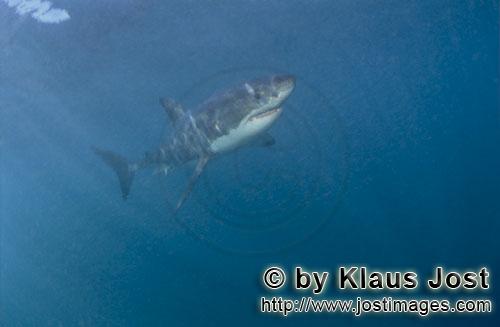 Great White shark/Carcharodon carcharias        Elegant predator Great White Shark        A great