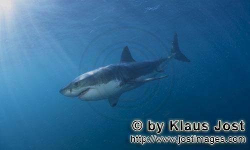 Great White shark/Carcharodon carcharias        Elegant predator Great White Shark         A grea
