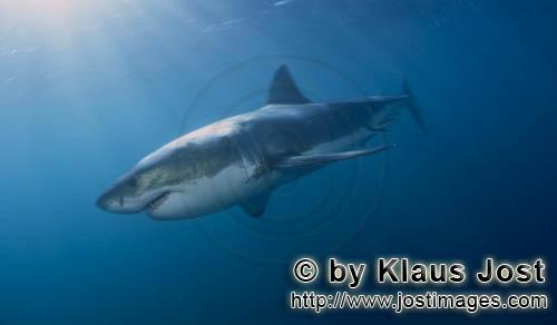 Great White shark/Carcharodon carcharias        Legendary Great White Shark        A great white 
