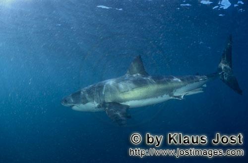 Weißer Hai/Great White shark/Carcharodon carcharias        Great White Shark         A great whi