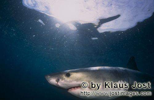 Weißer Hai/Great White shark/Carcharodon carcharias        Young Great White Shark portrait        