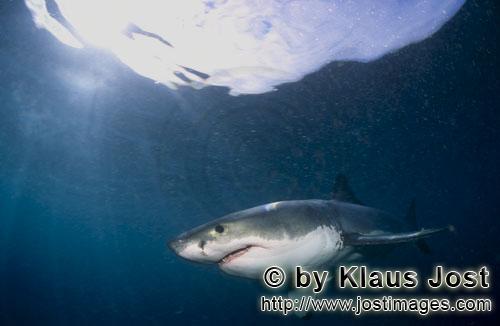 Weißer Hai/Great White shark/Carcharodon carcharias        Great White Shark        A great whit