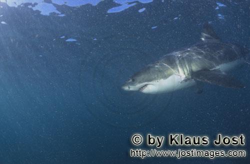 Weißer Hai/Great White shark/Carcharodon carcharias        Apex predator Great White Shark        A