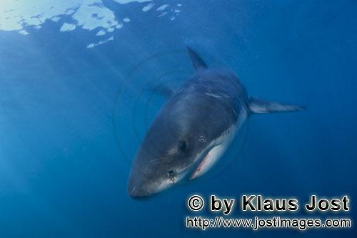 Weißer Hai/Great White shark/Carcharodon carcharias        Baby Great White Shark         Six sea 