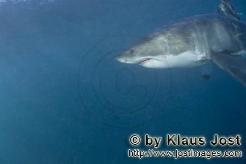 Weißer Hai/Great White shark/Carcharodon carcharias        Great White Shark portrait        A g