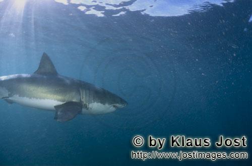 Great White shark/Carcharodon carcharias        Elegant Hunter Great White Shark         A great 