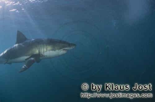 Weißer Hai/Great White shark/Carcharodon carcharias        Great White Shark        A great whit