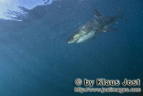 Weißer Hai/Great White shark/Carcharodon carcharias        Great White Shark Carcharodon carcharias