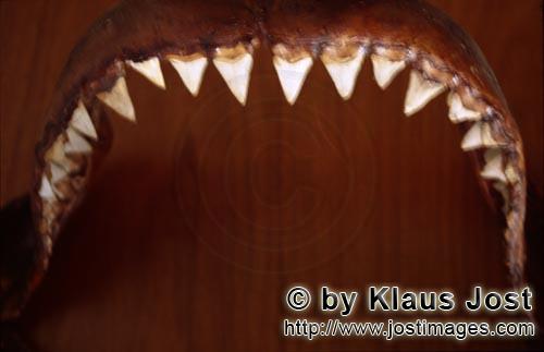 Great White shark/Carcharodon carcharias        The jaws of a six-metre-long Great White shark    
