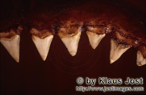 Great White shark/Carcharodon carcharias        The teeth of a six meter Great White Shark        Th