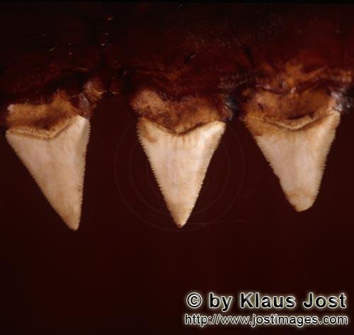Great White shark/Carcharodon carcharias        The teeth of a six meter Great White Shark        Th
