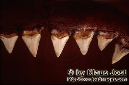 Great White shark/Carcharodon carcharias        The teeth of a six-metre-long Great White Shark  