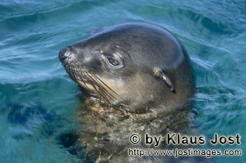 Suedafrikanische Pelzrobbe/South African fur seal/Arctocephalus pusillus        South African Fur Se