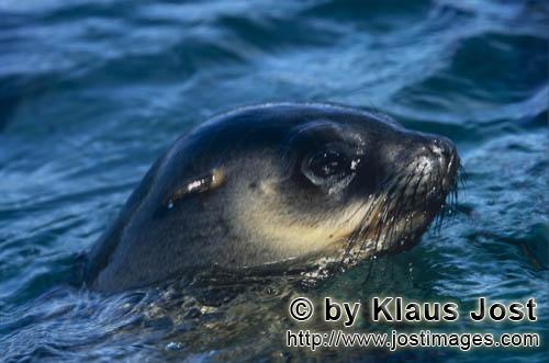 Suedafrikanische Pelzrobbe/South African fur seal/Arctocephalus pusillus        South African Fur Se