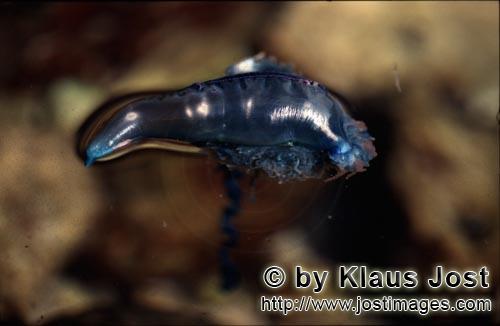Blue bottle/Physalia utriculus        Blue bottle an interesting living creature