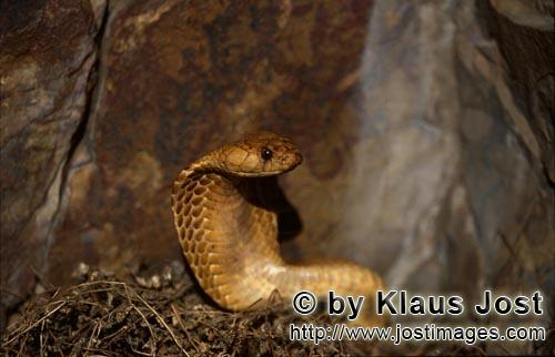 Kapkobra/Cape Cobra/Naja nivea        Fascinating Cape Cobra                