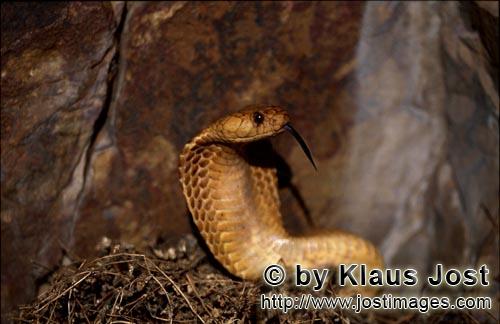 Kapkobra/Cape Cobra/Naja nivea        Cape Cobra shows her tongue