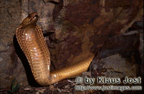 Kapkobra/Cape Cobra/Naja nivea        Cape Cobra spread its hood        