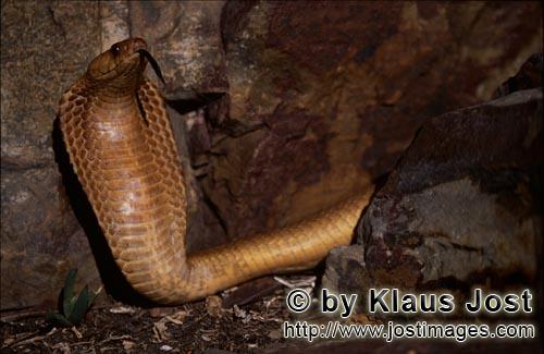 Kapkobra/Cape Cobra/Naja nivea        Dangerous Beauty Cape Cobra