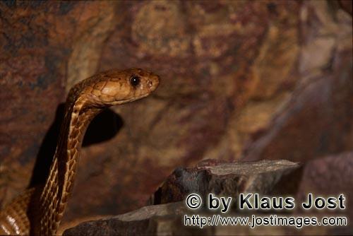 Kapkobra/Cape Cobra/Naja nivea        Cape Cobra with expressive eye