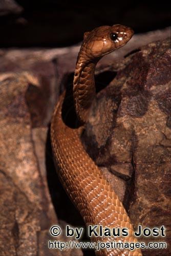 Kapkobra/Cape Cobra/Naja nivea        Erected Cape Cobra        
