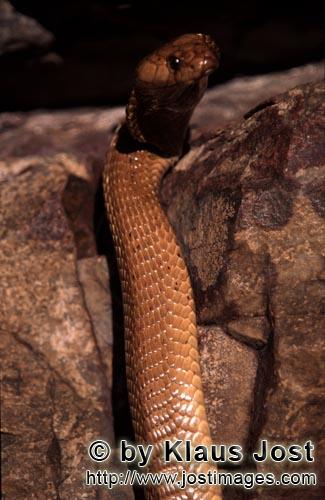 Kapkobra/Cape Cobra/Naja nivea        Fascinating Cape Cobra                