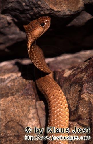 Kapkobra/Cape Cobra/Naja nivea        Golden shining body of Cape Cobra        
