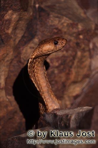 Kapkobra/Cape Cobra/Naja nivea        Erect Cape Cobra