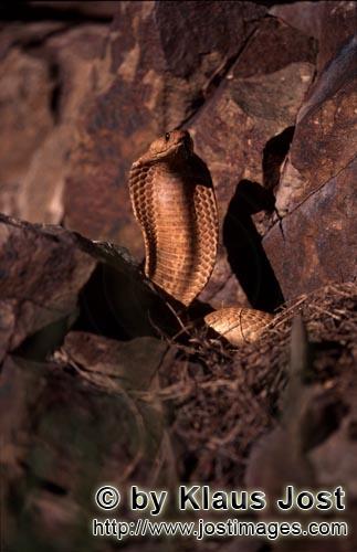 Kapkobra/Cape Cobra/Naja nivea        Golden Cape Cobra 