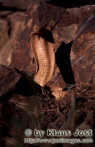 Kapkobra/Cape Cobra/Naja nivea        Cape Cobra (Naja nivea)