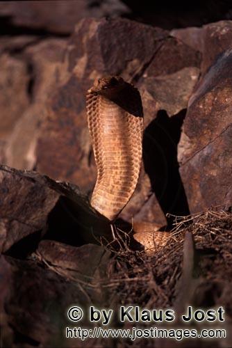 Kapkobra/Cape Cobra/Naja nivea        Cape Cobra (Naja nivea)    