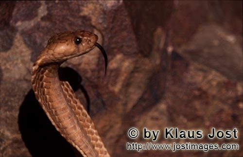 Kapkobra/Cape Cobra/Naja nivea        Portrait of a Cape Cobra