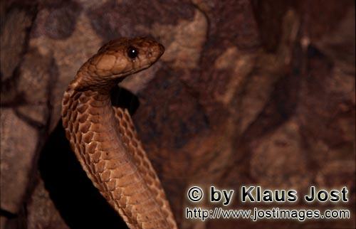 Kapkobra/Cape Cobra/Naja nivea        Fascination Cape Cobra            