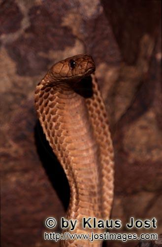 Kapkobra/Cape Cobra/Naja nivea        Fascinating Cape Cobra        