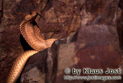 Kapkobra/Cape Cobra/Naja nivea        Cape Cobra        
