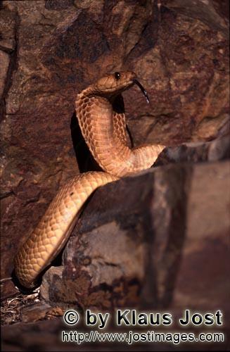 Kapkobra/Cape Cobra/Naja nivea        Cape Cobra in rocky terrain        