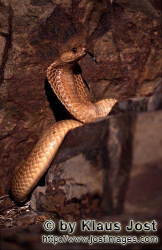 Kapkobra/Cape Cobra/Naja nivea        Cape Cobra with imposing threatening behavior        