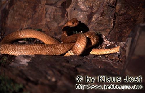 Kapkobra/Cape Cobra/Naja nivea        Impressive Cape Cobra in rocky terrain