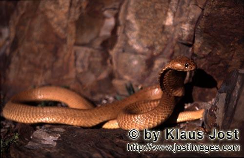 Kapkobra/Cape Cobra/Naja nivea        Golden Cape Cobra                