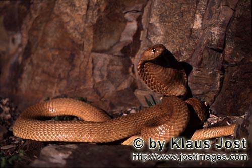 Kapkobra/Cape Cobra/Naja nivea        Beautiful "Golden" Cape Cobra        