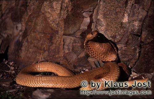 Kapkobra/Cape Cobra/Naja nivea        Golden Cape Cobra                                        