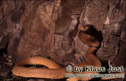 Kapkobra/Cape Cobra/Naja nivea        The Cape Cobra is a dangerous beauty