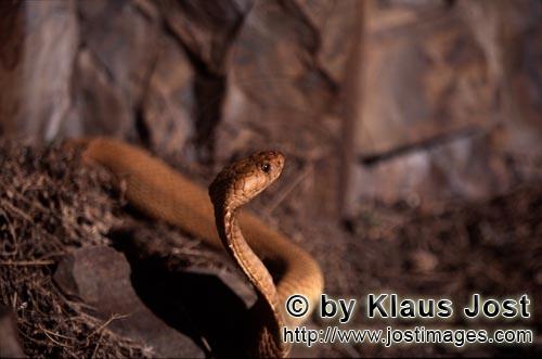 Kapkobra/Cape Cobra/Naja nivea        Cape Cobra comes out of the Woods        