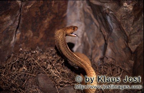 Kapkobra/Cape Cobra/Naja nivea        Cape Cobra with open mouth